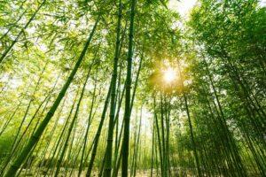 A bamboo forrest, sustainable building materials